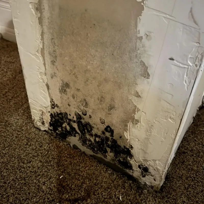 Professional Mold Removal in Nahunta, GA